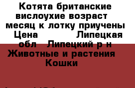 Котята британские вислоухие возраст 1 месяц к лотку приучены › Цена ­ 1 000 - Липецкая обл., Липецкий р-н Животные и растения » Кошки   